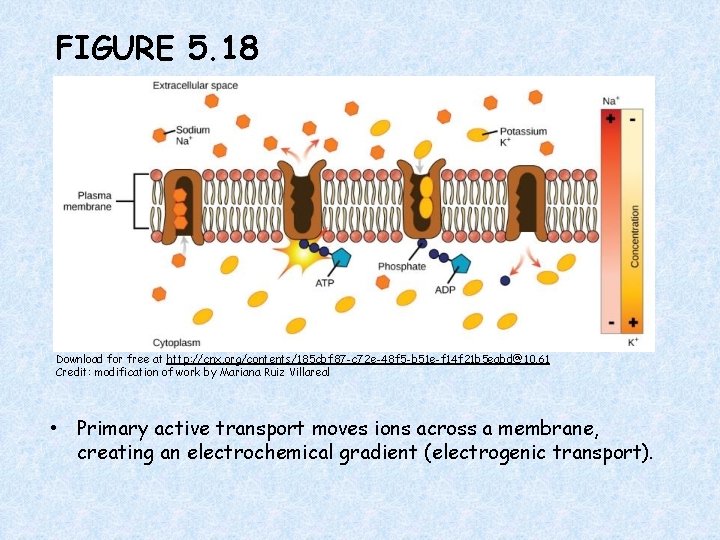 FIGURE 5. 18 Download for free at http: //cnx. org/contents/185 cbf 87 -c 72
