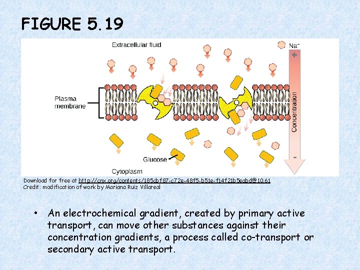 FIGURE 5. 19 Download for free at http: //cnx. org/contents/185 cbf 87 -c 72