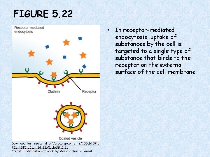 FIGURE 5. 22 • In receptor-mediated endocytosis, uptake of substances by the cell is
