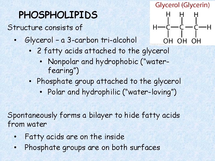 PHOSPHOLIPIDS Structure consists of • Glycerol – a 3 -carbon tri-alcohol • 2 fatty