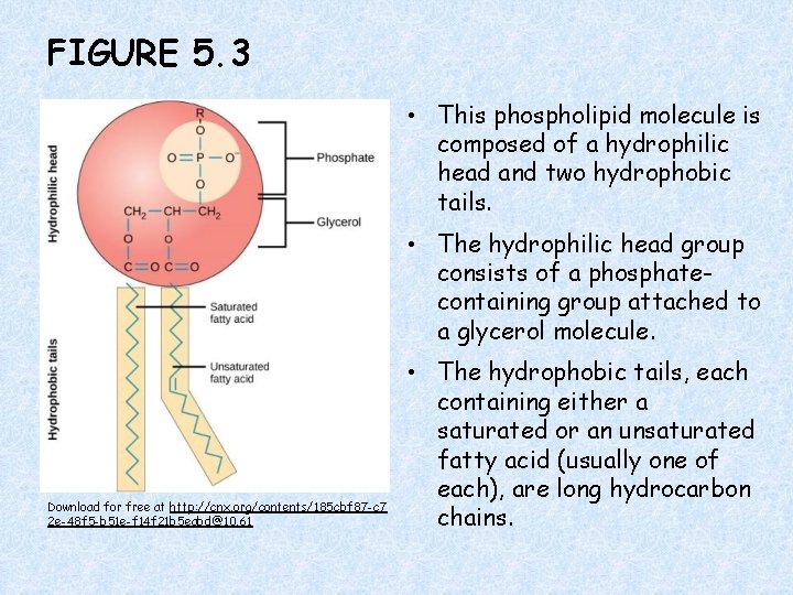 FIGURE 5. 3 • This phospholipid molecule is composed of a hydrophilic head and