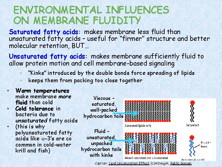 Chapter 5 Structure and Function of Plasma Membranes