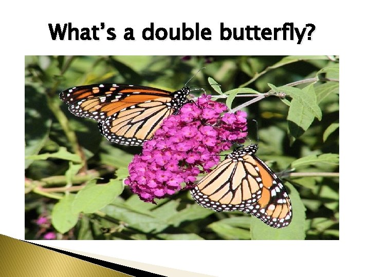 What’s a double butterfly? 