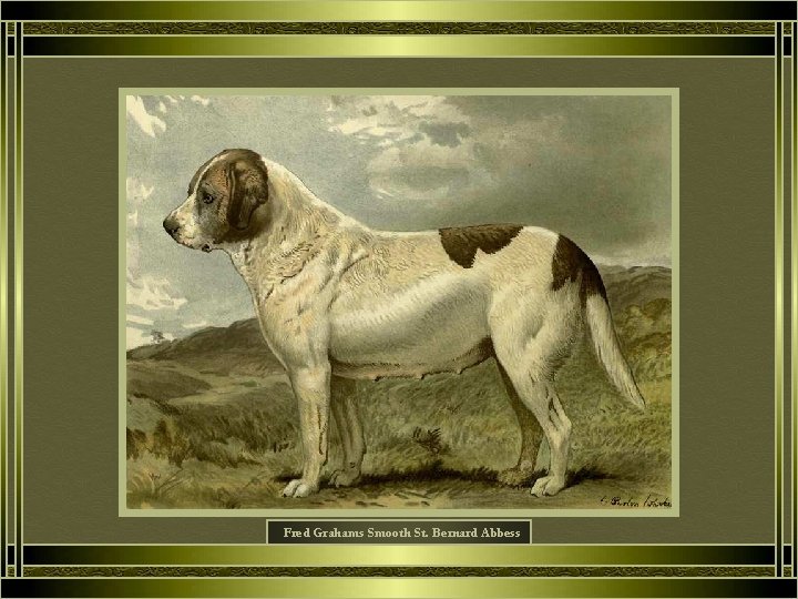 Fred Grahams Smooth St. Bernard Abbess 