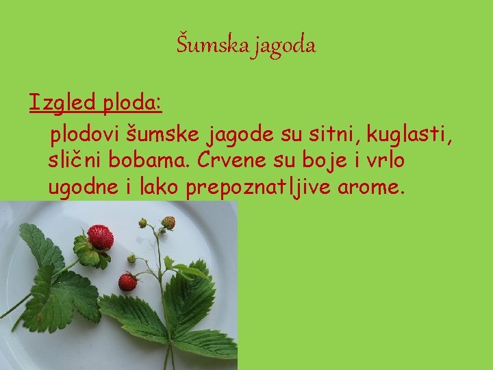 Šumska jagoda Izgled ploda: plodovi šumske jagode su sitni, kuglasti, slični bobama. Crvene su