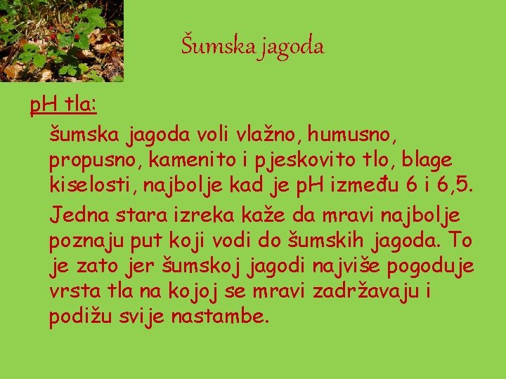 Šumska jagoda p. H tla: šumska jagoda voli vlažno, humusno, propusno, kamenito i pjeskovito