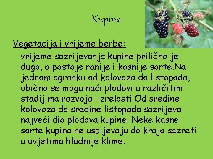 Kupina Vegetacija i vrijeme berbe: vrijeme sazrijevanja kupine prilično je dugo, a postoje ranije