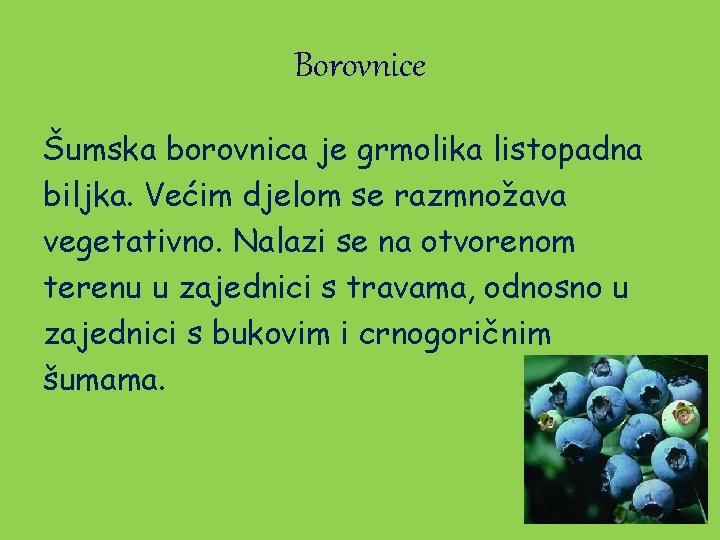 Borovnice Šumska borovnica je grmolika listopadna biljka. Većim djelom se razmnožava vegetativno. Nalazi se