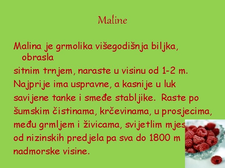 Maline Malina je grmolika višegodišnja biljka, obrasla sitnim trnjem, naraste u visinu od 1