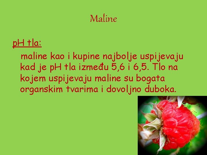 Maline p. H tla: maline kao i kupine najbolje uspijevaju kad je p. H