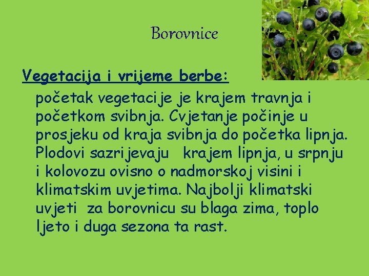 Borovnice Vegetacija i vrijeme berbe: početak vegetacije je krajem travnja i početkom svibnja. Cvjetanje