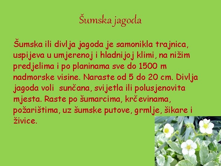 Šumska jagoda Šumska ili divlja jagoda je samonikla trajnica, uspijeva u umjerenoj i hladnijoj