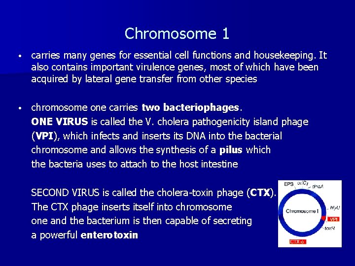 Chromosome 1 • carries many genes for essential cell functions and housekeeping. It also
