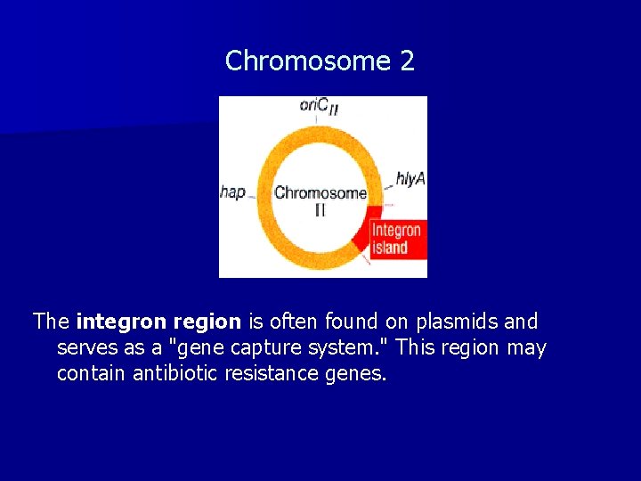 Chromosome 2 The integron region is often found on plasmids and serves as a