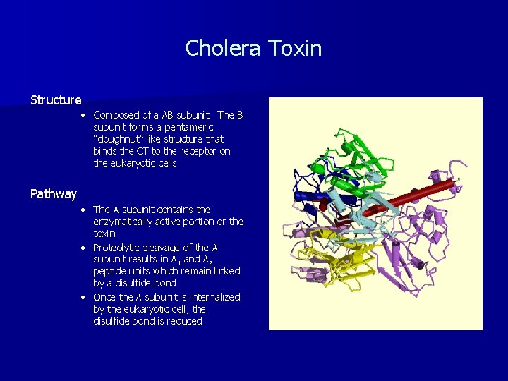 Cholera Toxin Structure • Composed of a AB subunit. The B subunit forms a