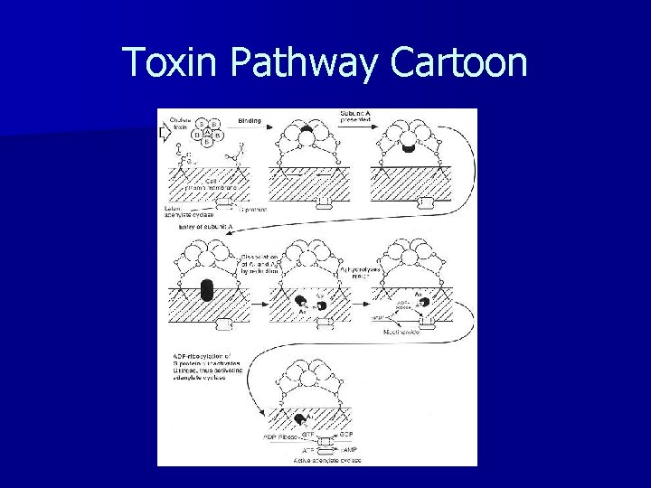 Toxin Pathway Cartoon 