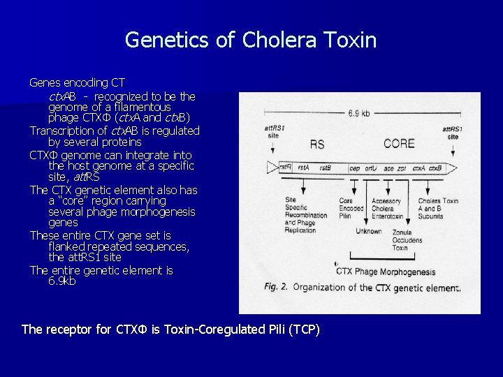 Genetics of Cholera Toxin Genes encoding CT ctx. AB - recognized to be the