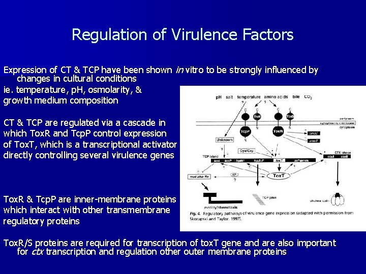 Regulation of Virulence Factors Expression of CT & TCP have been shown in vitro