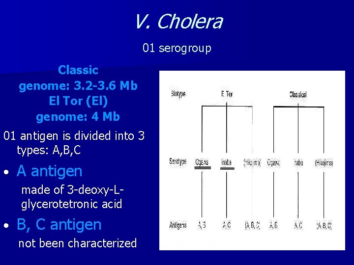 V. Cholera 01 serogroup Classic genome: 3. 2 -3. 6 Mb El Tor (El)