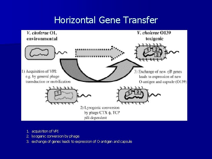 Horizontal Gene Transfer 1. acquisition of VPI 2. lysogenic conversion by phage 3. exchange