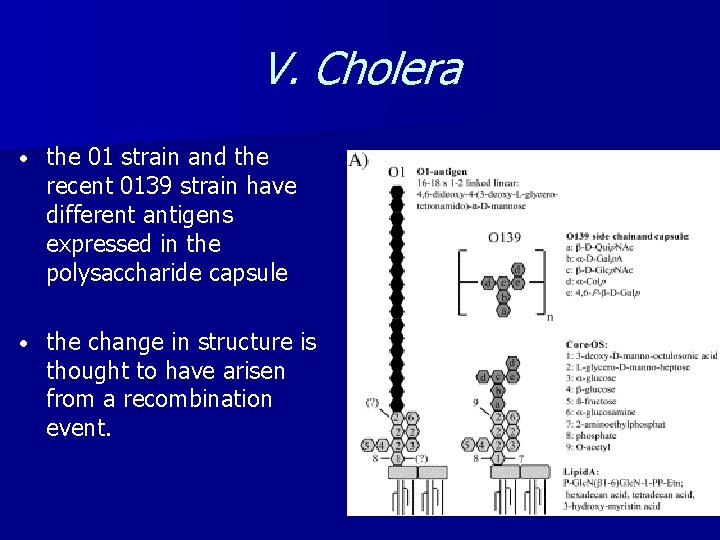 V. Cholera • the 01 strain and the recent 0139 strain have different antigens