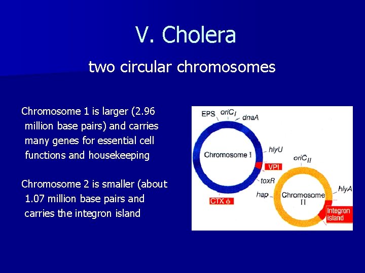 V. Cholera two circular chromosomes Chromosome 1 is larger (2. 96 million base pairs)