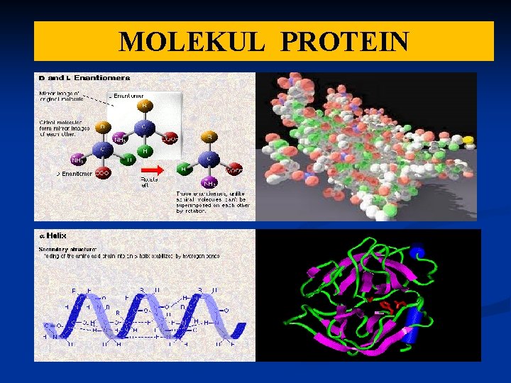 MOLEKUL PROTEIN 