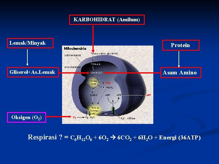 KARBOHIDRAT (Amilum) Lemak/Minyak Gliserol+As. Lemak Protein Asam Amino Oksigen (O 2) Respirasi ? =