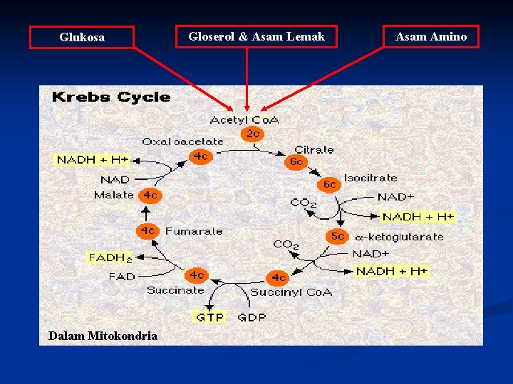 Glukosa Dalam Mitokondria Gloserol & Asam Lemak Asam Amino 