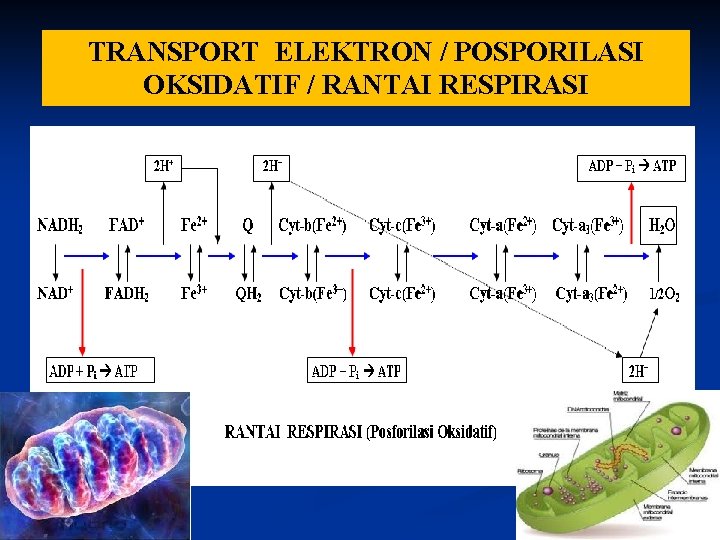 TRANSPORT ELEKTRON / POSPORILASI OKSIDATIF / RANTAI RESPIRASI 
