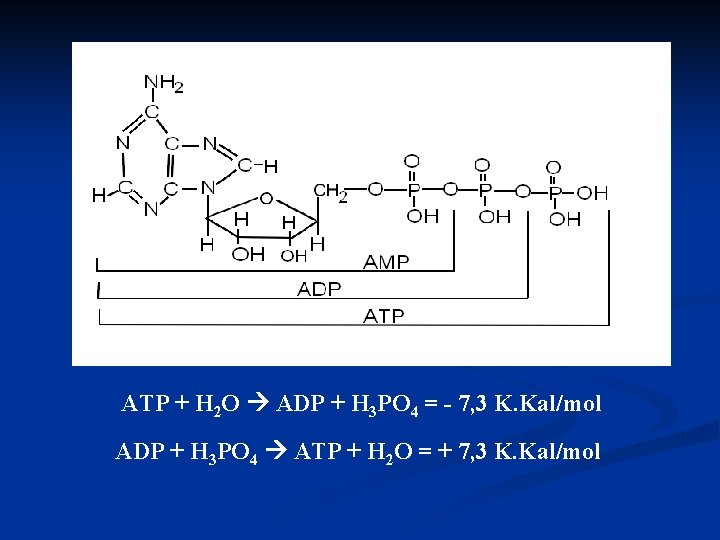 ATP + H 2 O ADP + H 3 PO 4 = - 7,