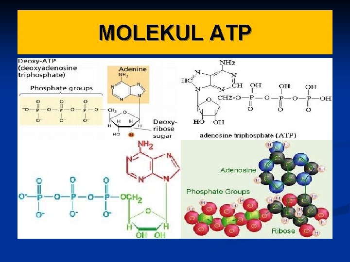 MOLEKUL ATP 