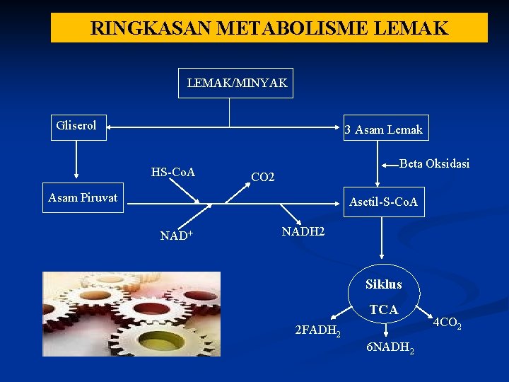 RINGKASAN METABOLISME LEMAK/MINYAK Gliserol 3 Asam Lemak HS-Co. A Beta Oksidasi CO 2 Asam