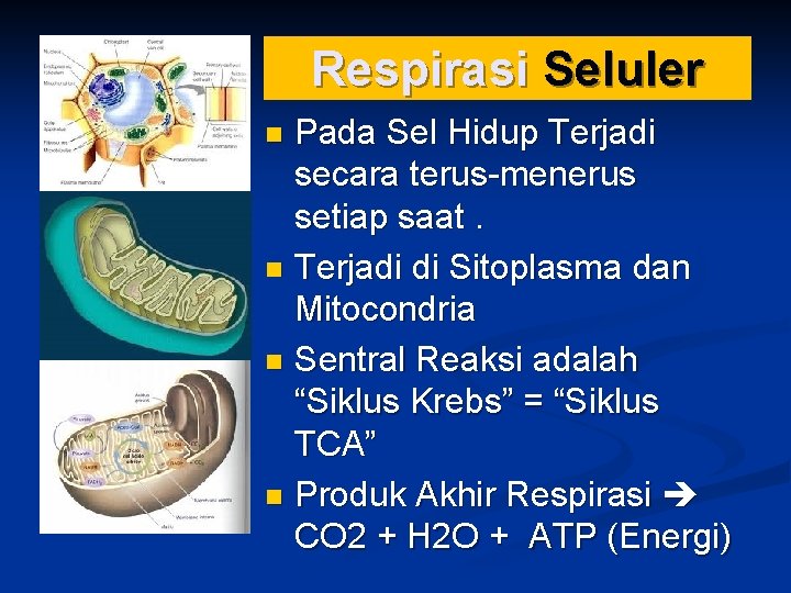 Respirasi Seluler Pada Sel Hidup Terjadi secara terus-menerus setiap saat. n Terjadi di Sitoplasma