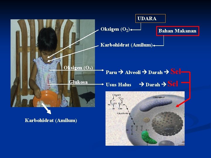 UDARA Oksigen (O 2) Bahan Makanan Karbohidrat (Amilum) Oksigen (O 2) Glukosa Karbohidrat (Amilum)