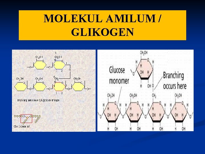 MOLEKUL AMILUM / GLIKOGEN 