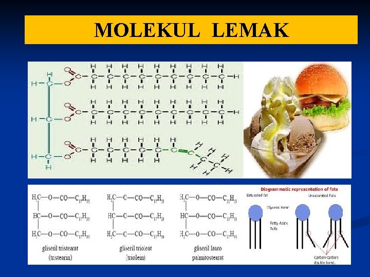 MOLEKUL LEMAK 