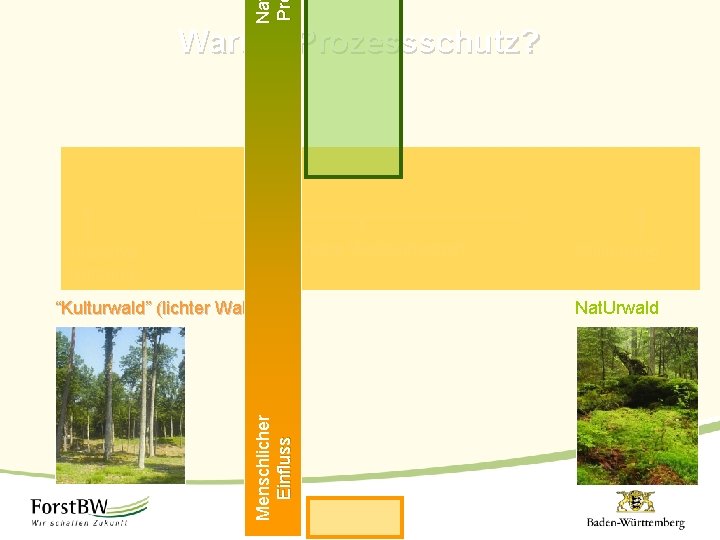 Na Pr Warum Prozessschutz? Intensive Nutzung Naturnahe Waldwirtschaft Menschlicher Einfluss “Kulturwald” (lichter Wald) Stilllegung