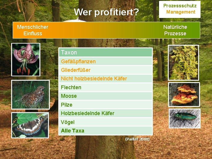 Wer profitiert? Menschlicher Einfluss Prozessschutz Management Natürliche Prozesse Taxon Gefäßpflanzen Gliederfüßer Nicht holzbesiedelnde Käfer