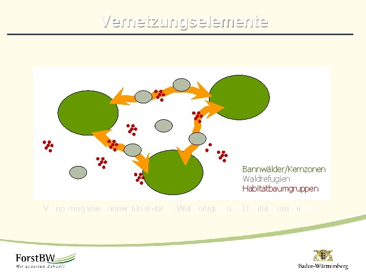 Vernetzungselemente Bannwälder/Kernzonen Waldrefugien Habitatbaumgruppen Vernetzung von Bannwäldern durch Waldrefugien und Habitatbaumgruppen 