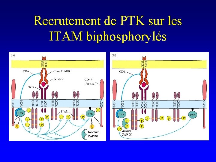 Recrutement de PTK sur les ITAM biphosphorylés 