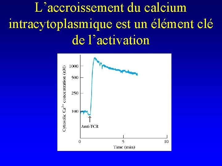 L’accroissement du calcium intracytoplasmique est un élément clé de l’activation 