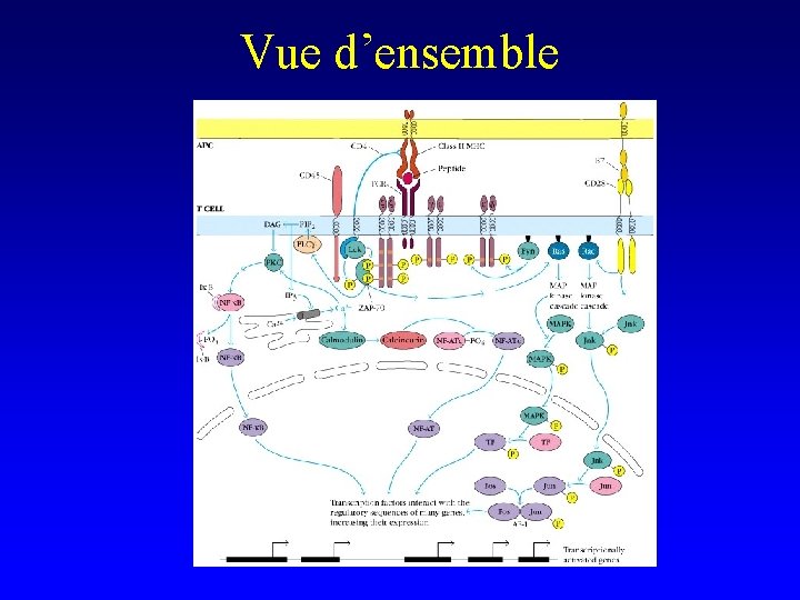 Vue d’ensemble 