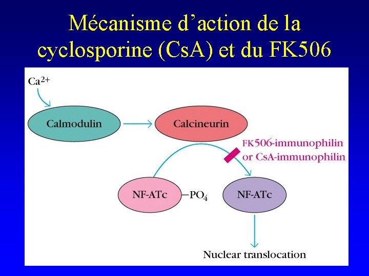 Mécanisme d’action de la cyclosporine (Cs. A) et du FK 506 