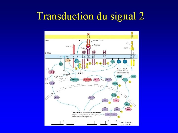 Transduction du signal 2 