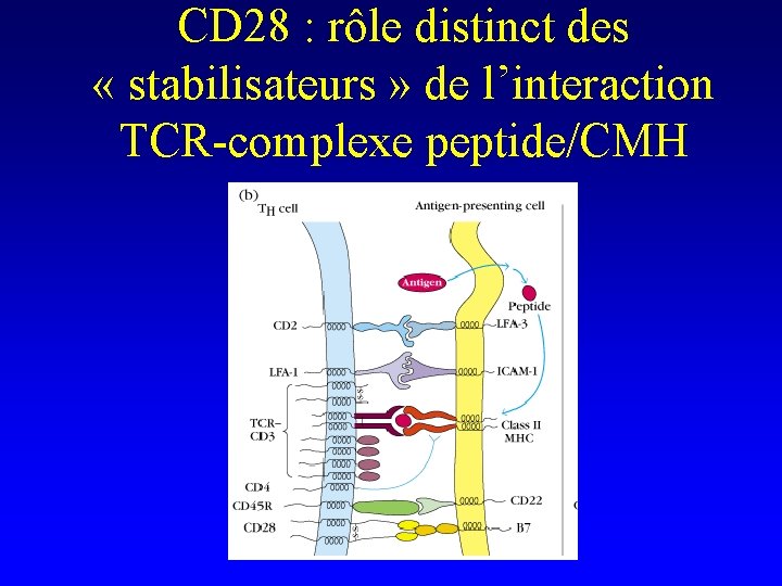 CD 28 : rôle distinct des « stabilisateurs » de l’interaction TCR-complexe peptide/CMH 