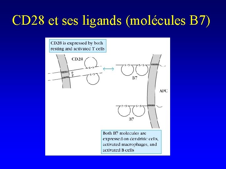CD 28 et ses ligands (molécules B 7) 