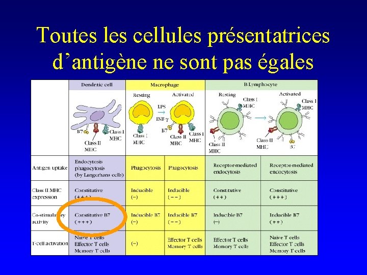 Toutes les cellules présentatrices d’antigène ne sont pas égales 