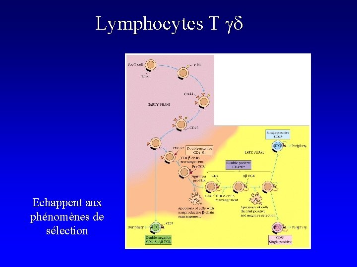 Lymphocytes T gd Echappent aux phénomènes de sélection 