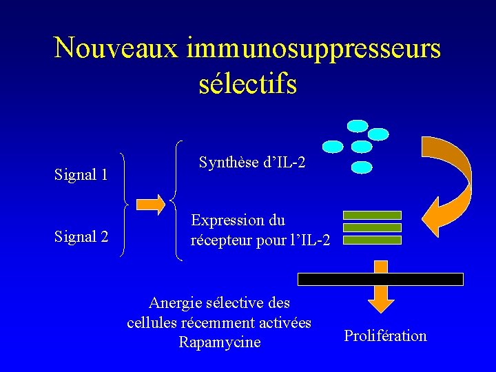 Nouveaux immunosuppresseurs sélectifs Signal 1 Signal 2 Synthèse d’IL-2 Expression du récepteur pour l’IL-2